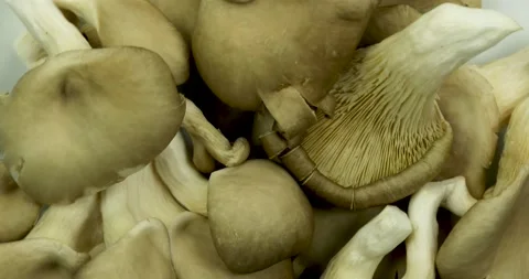 Close up of biologic mushrooms rotating.  動画素材 147977995