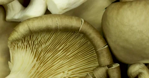 Close up of biologic mushrooms rotating.  Stock Footage 147977996