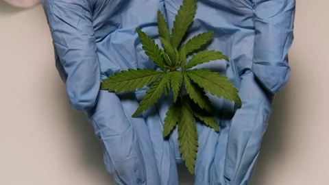 Close-up of a biologist's hands with a small cannabis seedling. Stock Footage 161470108