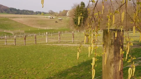 Close-up of birch aglets and horses on paddock at spring day Video stock 107865015
