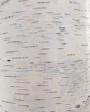 Close up of birch bark surface texture in black and white 스톡 사진
