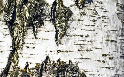 Close up of birch bark surface texture Stock Photos