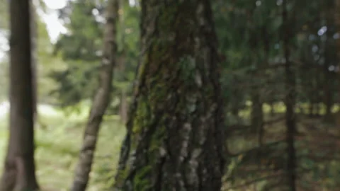 Close up Birch bark on tree trunk in the forest. Birch white and black pattern Stock Footage 219610609