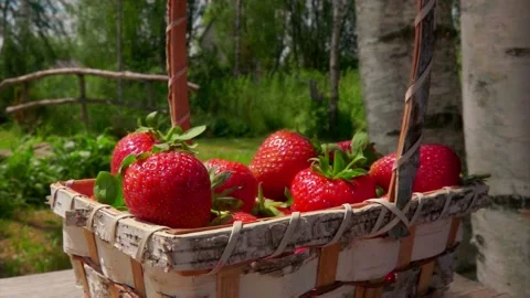 Close-up of the birch basket full of large juicy strawberries Stock Footage 136553588