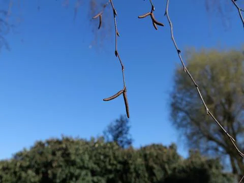 Close-up of Birch Catkins – A Symbol of Spring and Allergy Awareness. Stock Photos