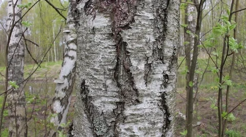 Close up of a birch Stock Footage 49902300