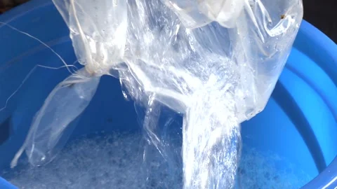 Close up of birch sap dripping into a bucket. Stock-Footage 313443864