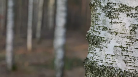 Close-Up of Birch Tree Bark with Moss Stock Footage 300107259