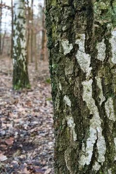 Close-Up of Birch Tree Bark with Moss 写真素材