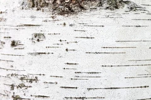 Close-Up of Birch Tree Bark with Unique Texture of Straight Lines 写真素材