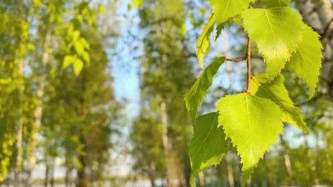 Close up of birch tree branch, natural blurred background, Stock Footage 195311237