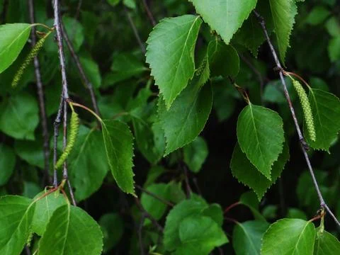Close-up of birch tree branches with fresh green leaves Stock Photos