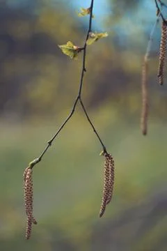 Close up birch tree catkins concept photo Stock Photos