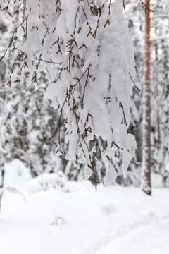 A close up of a birch tree Stock Photos