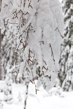 A close up of a birch tree Stock Photos
