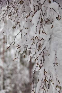 A close up of a birch tree Stock Photos