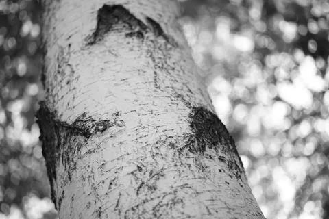 Close-up of a birch tree trunk. BW photo 스톡 사진