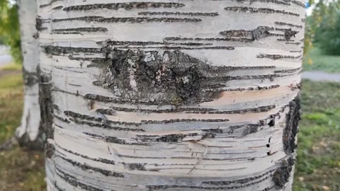 Close-up of birch tree trunk with distinctive white bark and black horizontal Stockbeeldmateriaal 317949633