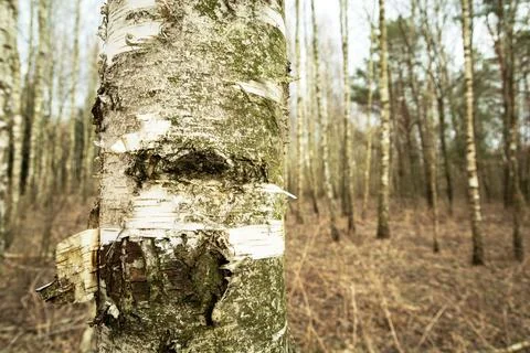 Close-up of a birch tree trunk in the forest Stock Photos