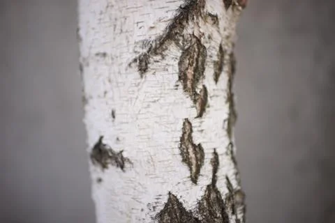 Close-up of a birch tree trunk on grey background. Photos