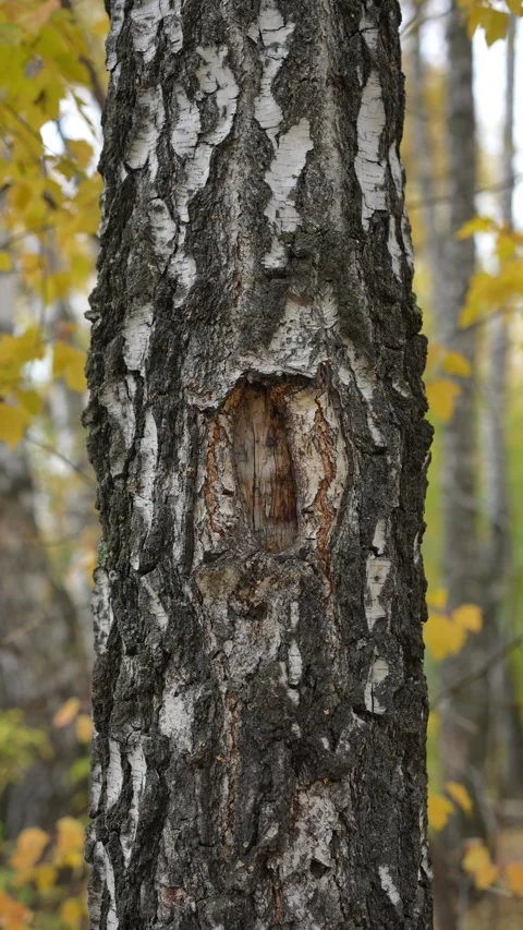 Close-up of Birch Tree Trunk with Hollow Hole in Autumn Forest Stock Footage 347012501