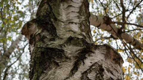 Close-up of A Birch Tree Trunk 写真素材