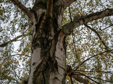 Close-up of A Birch Tree Trunk, Selected Focus Foto stock
