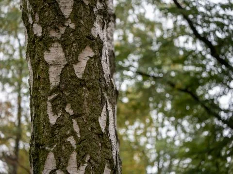 Close-up of A Birch Tree Trunk, Selected Focus Photos