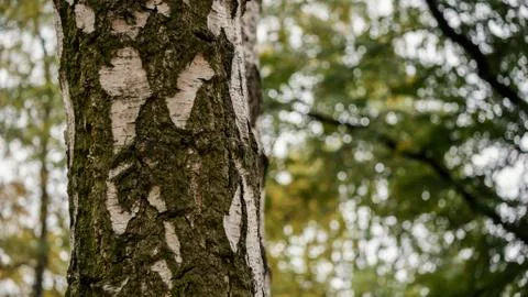 Close-up of A Birch Tree Trunk, Selected Focus Stock Photos