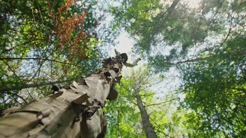Close Up on Birch Tree Trunk in a Sunny Forest, 4K Stock Footage 257691151