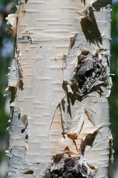Close-up birch tree trunk on sunny day. Natural wild environmental concept Foto stock