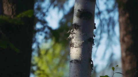 Close up of a birch tree trunk at sunset in the woods Stock Footage 255800223