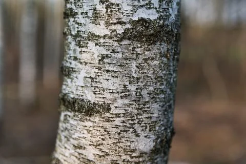 Close-Up of Birch Tree Trunk with Textured Bark Stock Photos
