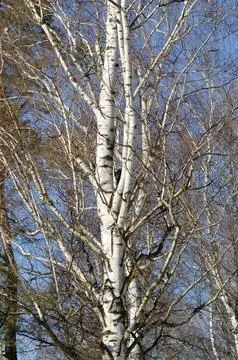 Close-up of birch tree with white bark and bare branches against blue sky o.. Stock Photos
