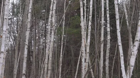A close-up of Birch trees in a forest while it snows Stock Footage 318698561