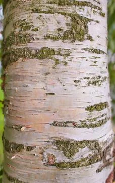 Close up of the birch trunk located Stock Photos
