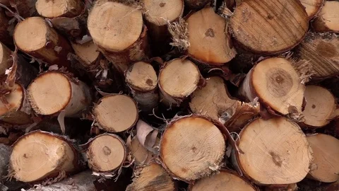 CLOSE UP: Birch wood cut in logs and stacked in huge woodpile on timber yard Stockbeeldmateriaal 76202447
