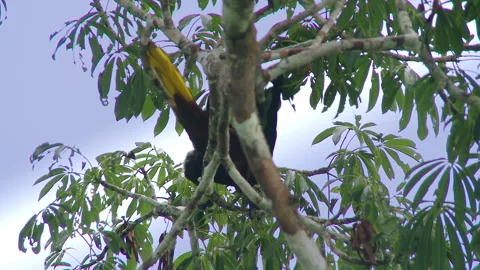 Close-up of the bird in Amazon rainforest, Yasuni National Park, Ecuador. Stock Footage 263059573