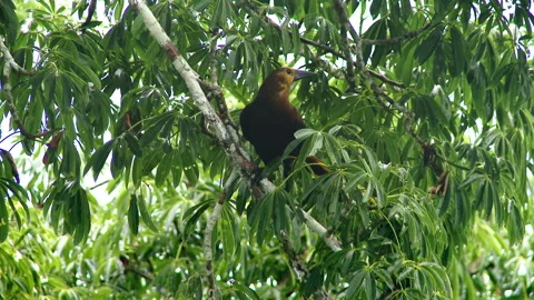 Close-up of the bird in Amazon rainforest, Yasuni National Park, Ecuador. Stock Footage 263059881