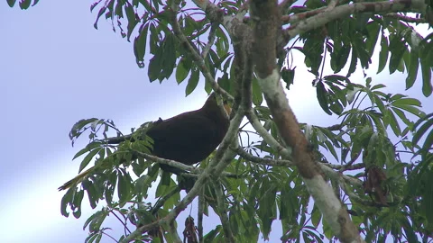 Close-up of the bird in Amazon rainforest, Yasuni National Park, Ecuador. Video stock 263151924