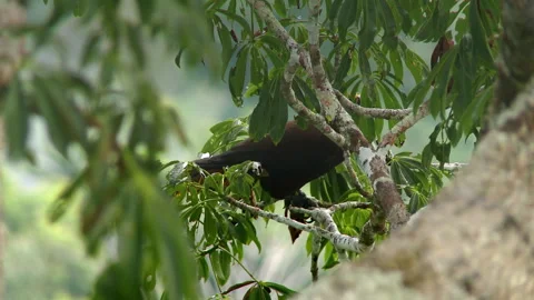 Close-up of the bird in Amazon rainforest, Yasuni National Park, Ecuador. Stock Footage 263152434