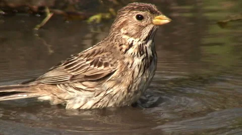 A close-up of a bird bathing on a water - Corn bunting (Emberiza calandra) 動画素材 48941530