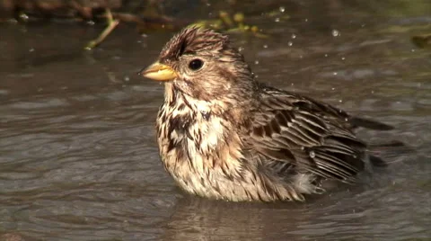 A close-up of a bird bathing on a water - Corn bunting (Emberiza calandra) 스톡 동영상 48942184