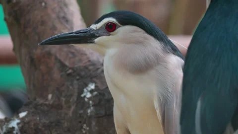 Close Up Bird Black-crowned Night-Heron 스톡 동영상 247976395