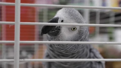 A close up of a bird cage Stock Footage 155404616