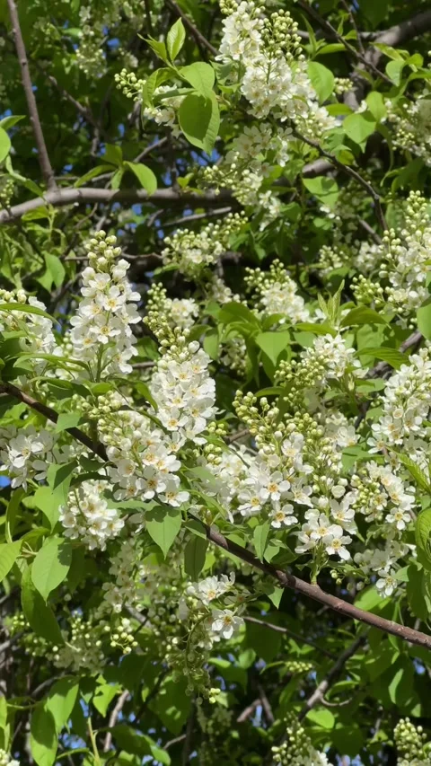 Close-up of a bird cherry blossom on a spring tree background Stock Footage 335260925