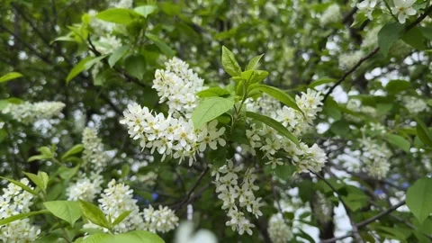 Close-up of a bird cherry blossom on a spring tree background. 4K footage Stock Footage 335260927