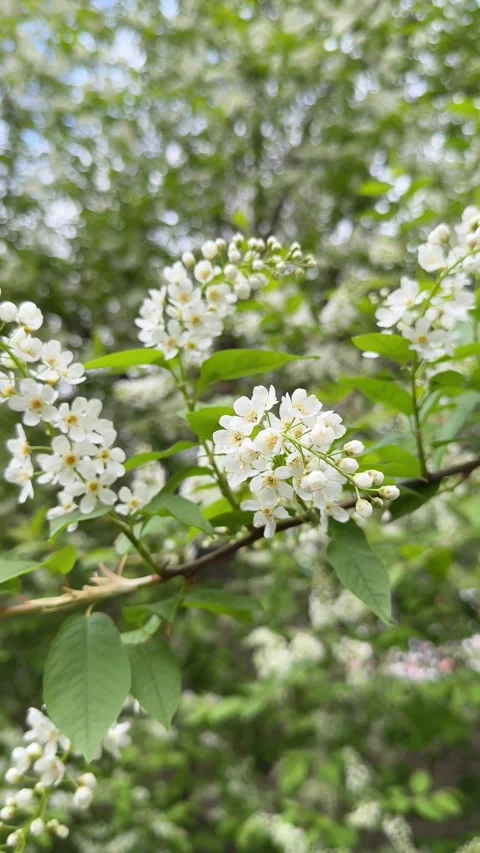 Close-up of a bird cherry blossom on a spring tree. Vertical 4K footage Stock Footage 335260939