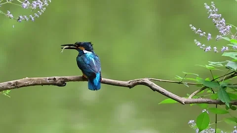 Close up of bird common Kingfisher standing on the branch Stock Footage 252436204