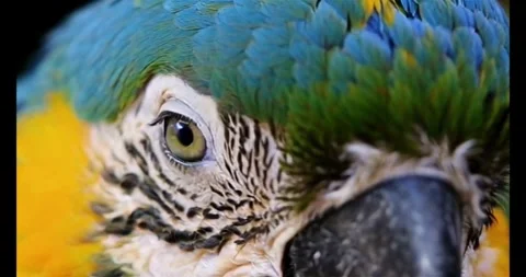 Close up bird eye Stock Footage 280468859